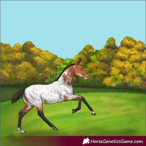 Horse Color:Bay Splash Near Leopard 