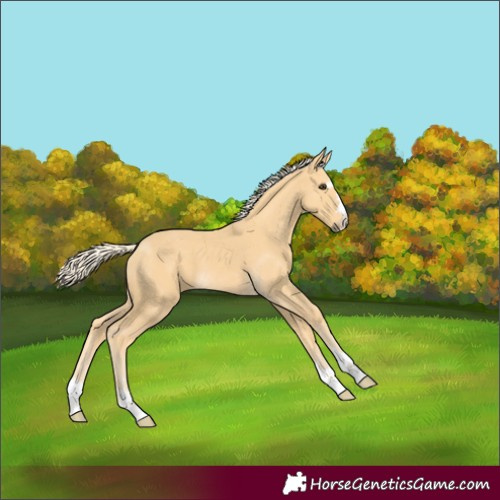 Horse Color:Palomino 
