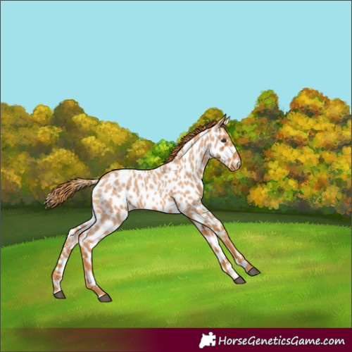 Horse Color:Red Roan Leopard 