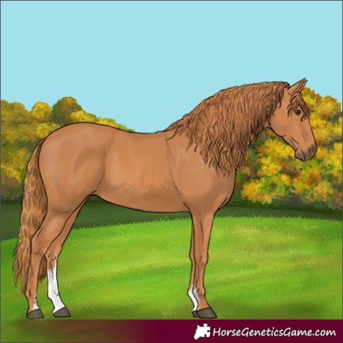 Horse Color:Chestnut Sabino