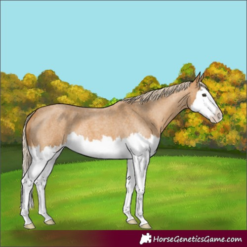Horse Color:Palomino Roan Splash 