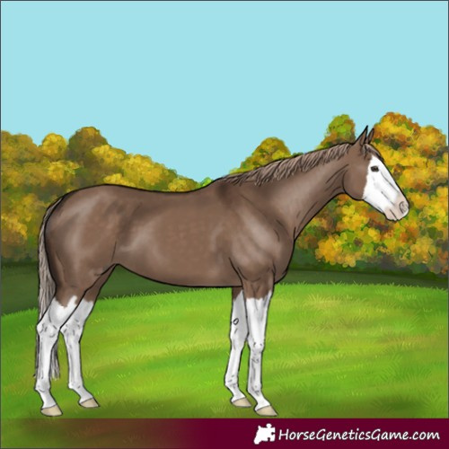 Horse Color:Liver Red Dun Splash 