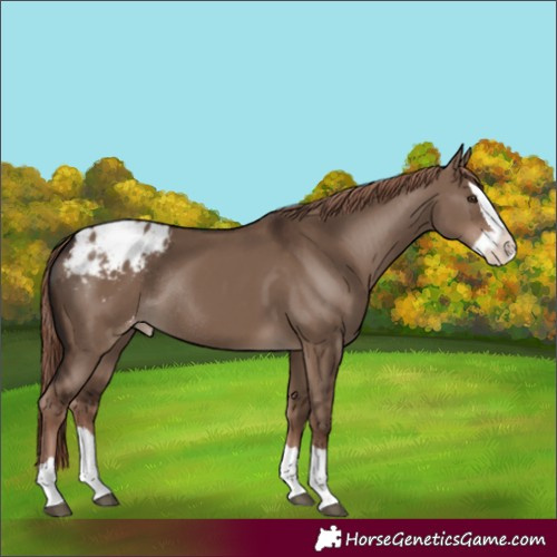 Horse Color:Liver Red Dun Splash Blanket Rabicano 