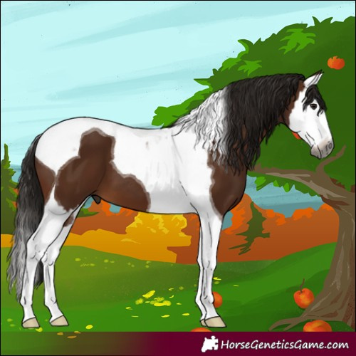 Horse Color:Gray Bay Splash Tobiano 