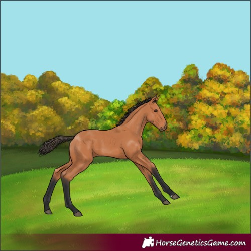Horse Color:Bay 