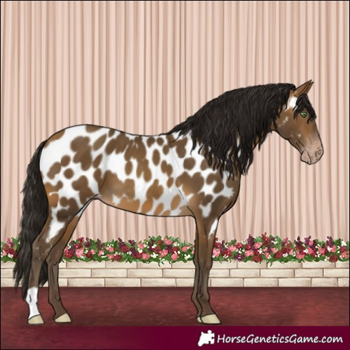 Horse Color:Gray Sable Cream Champagne Near Leopard 