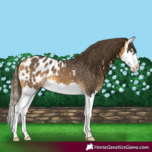 Horse Color:Buckskin Splash Blanket