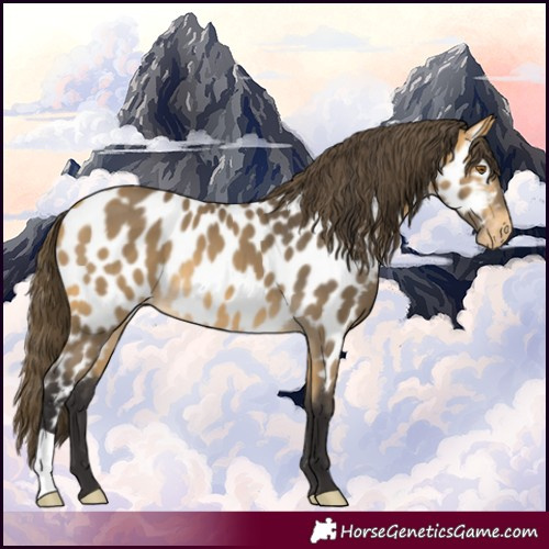 Horse Color:Buckskin Near Leopard