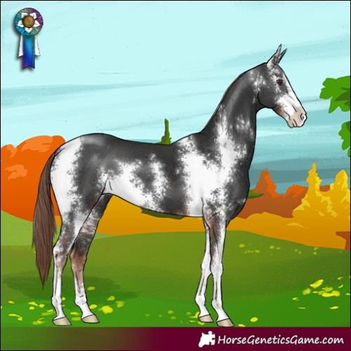 Horse Color:Liver Chestnut Sabino