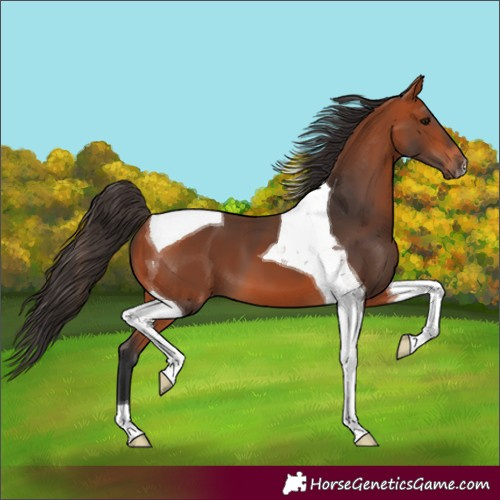 Horse Color:Bay Tobiano 