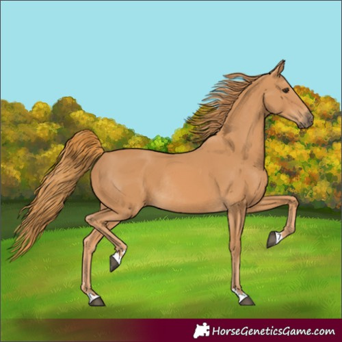 Horse Color:Chestnut Rabicano