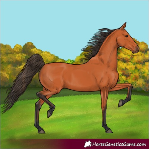 Horse Color:Bay Rabicano 