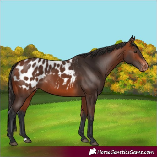 Horse Color:Bay Blanket 