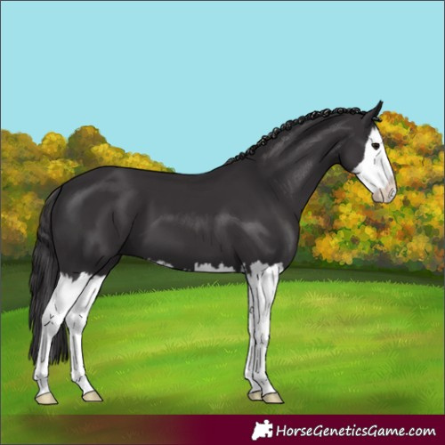 Horse Color:Smoky Black Splash