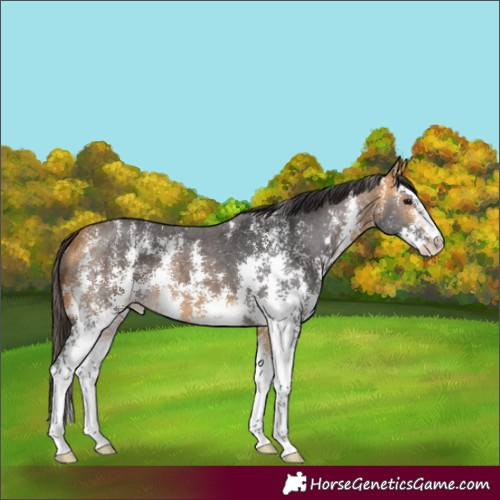 Horse Color:Buckskin Sabino 