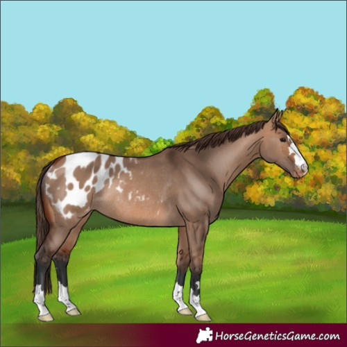 Horse Color:Bay Dun Blanket Rabicano