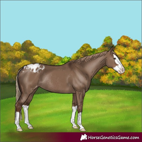 Horse Color:Liver Red Dun Splash Varnish Rabicano 
