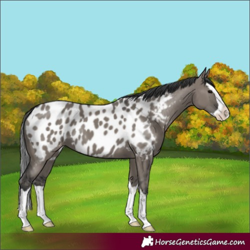 Horse Color:Grullo Splash Near Leopard