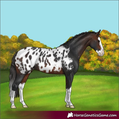 Horse Color:Brown Splash Blanket 