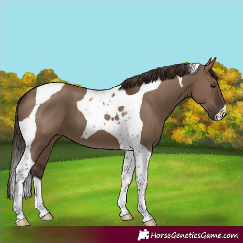 Horse Color:Liver Red Dun Tobiano 