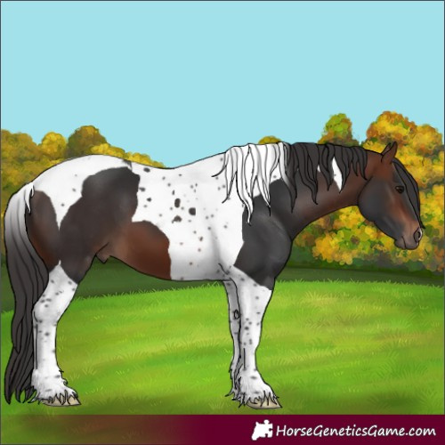 Horse Color:Bay Tobiano