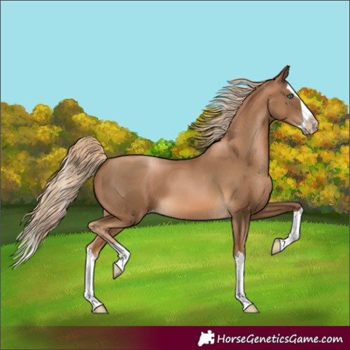 Horse Color:Unknown 