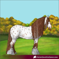 Horse Color:Red Roan Appaloosa