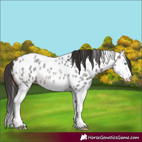 Horse Color:Bay Roan Splash Near Leopard Rabicano 