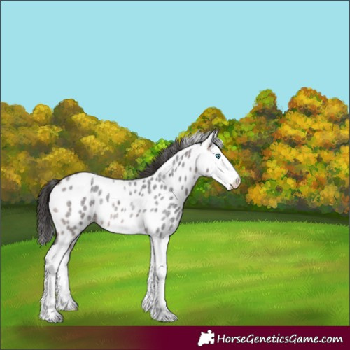 Horse Color:Bay Roan Splash Appaloosa Rabicano