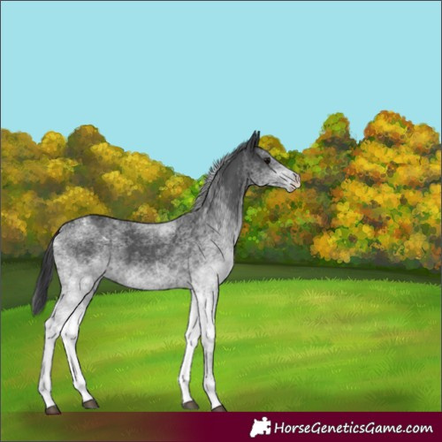 Horse Color:White Spotted Black 