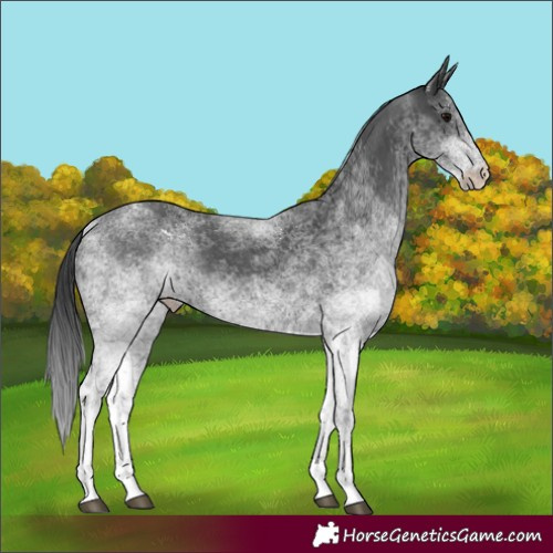 Horse Color:White Spotted Black 