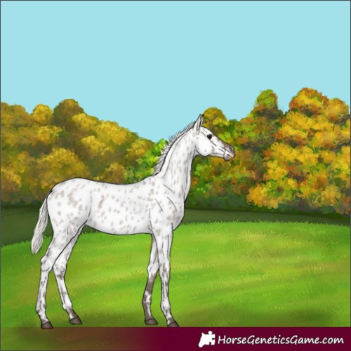 Horse Color:Silver Grullo Roan Appaloosa 