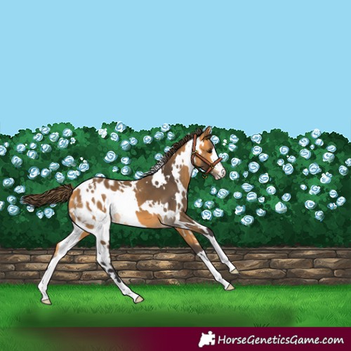 Horse Color:White Spotted Buckskin Blanket 
