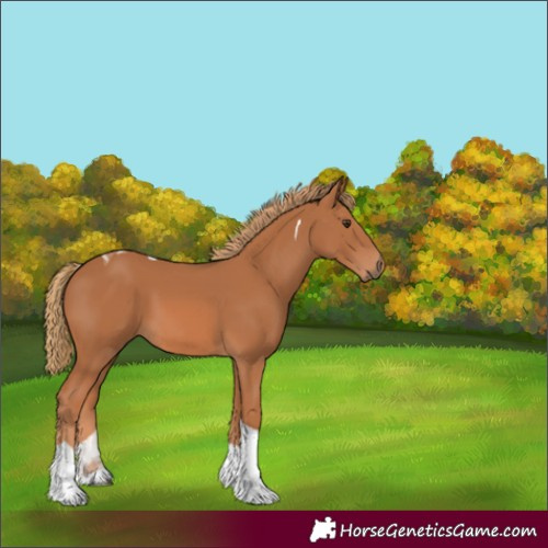 Horse Color:Chestnut Tobiano
