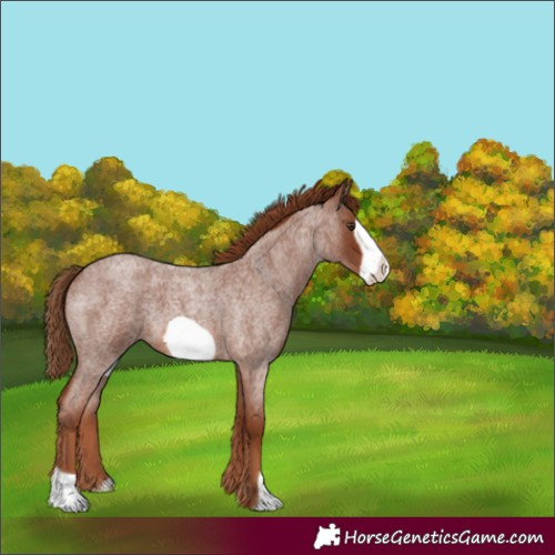 Horse Color:Red Roan Frame