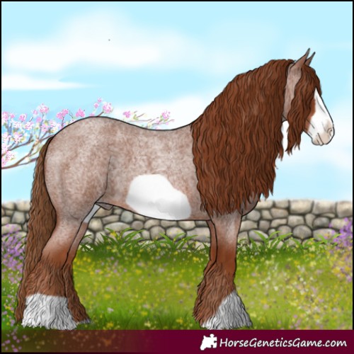 Horse Color:Red Roan Frame