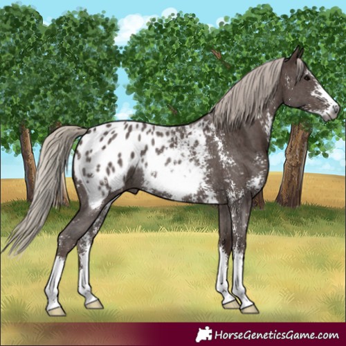 Horse Color:Gray Silver Black Sabino Blanket Rabicano