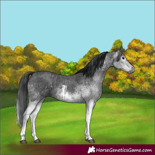 Horse Color:Gray White Spotted Black and Gray White Spotted Black
