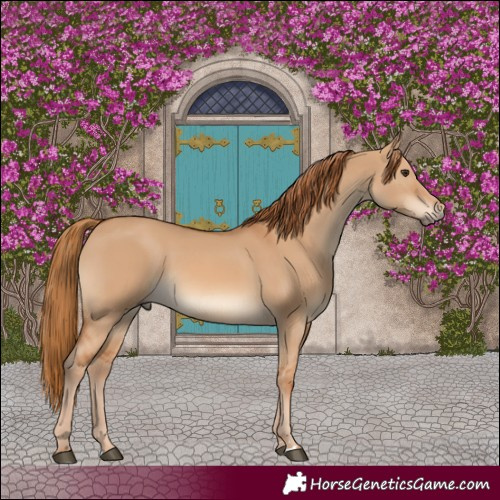 Horse Color:Red Dun 