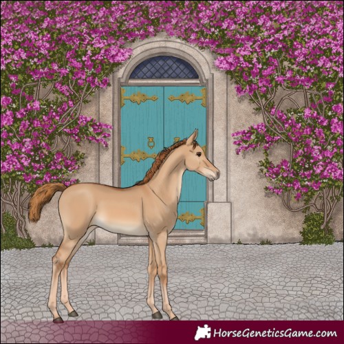 Horse Color:Red Dun 