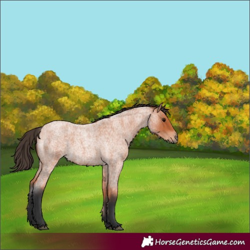 Horse Color:Bay Roan 