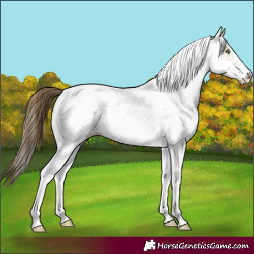 Horse Color:White Spotted Amber Cream Champagne 