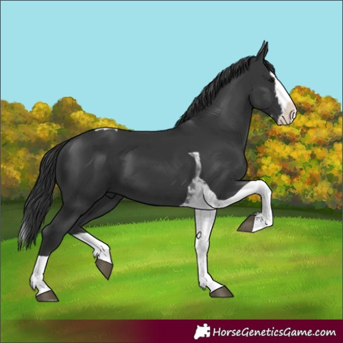 Horse Color:Black Splash Tobiano 