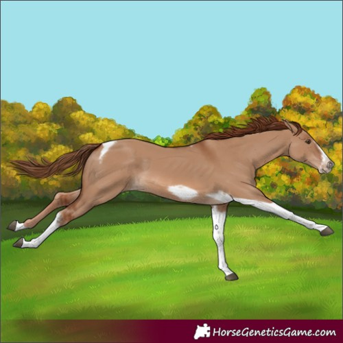 Horse Color:Red Dun Tobiano Frame