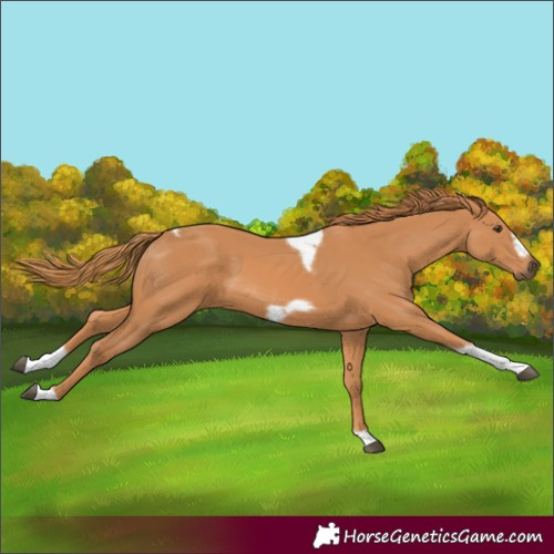 Horse Color:Chestnut Tobiano Frame 