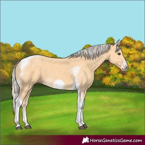Horse Color:Palomino Tobiano Frame 
