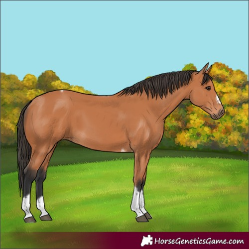 Horse Color:Bay Tobiano Frame 