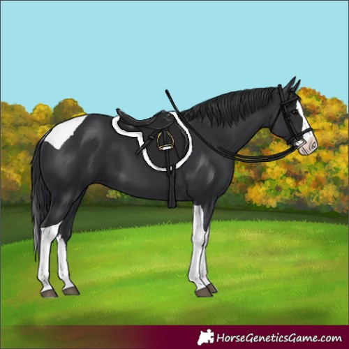 Horse Color:Black Splash Tobiano 