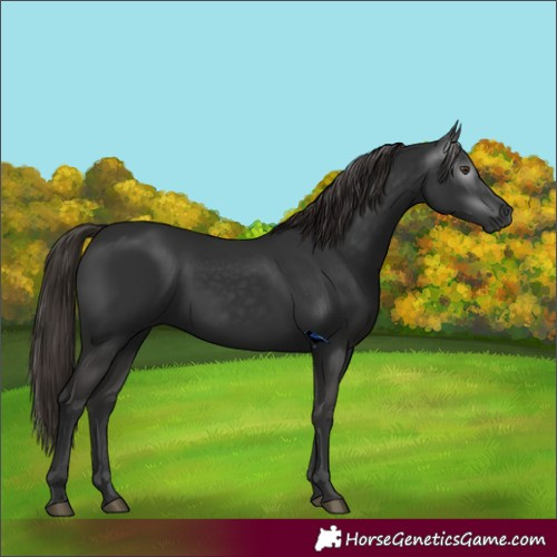Horse Color:Gray Liver Chestnut