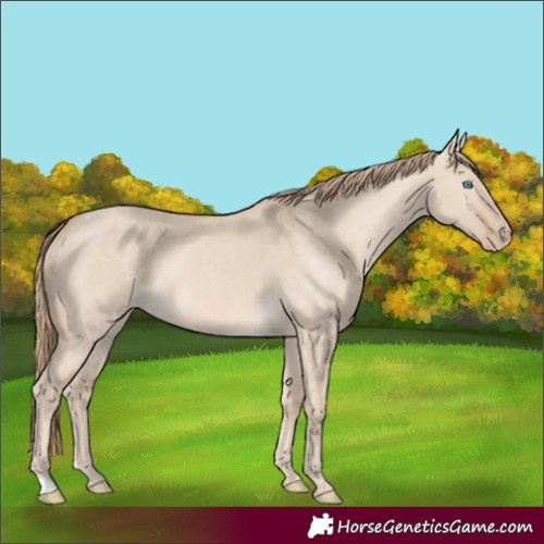 Horse Color:Perlino Dun